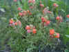 wildflowers.JPG (120419 bytes)